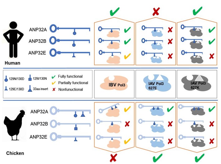 the-research-team-on-animal-influenza-prevention-and-control-published